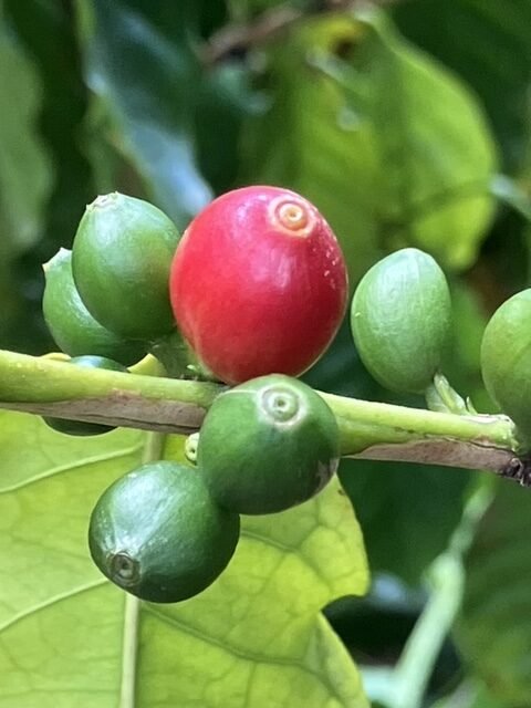 Ripe Coffee Cherry