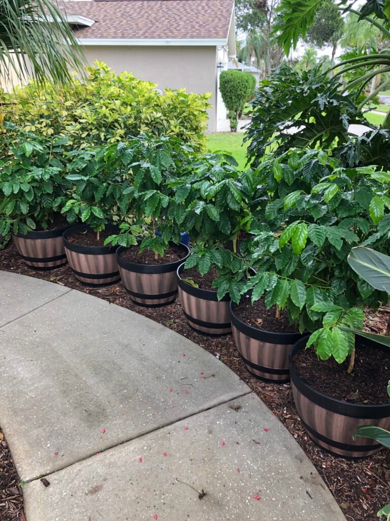 Coffee plants after final repot in half wine barrel