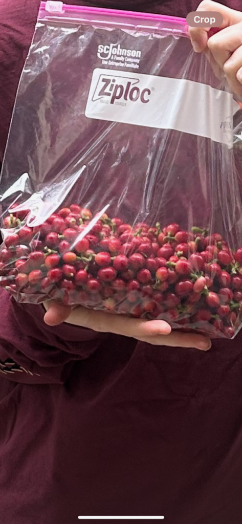 Bag of harvested ripe coffee cherrries