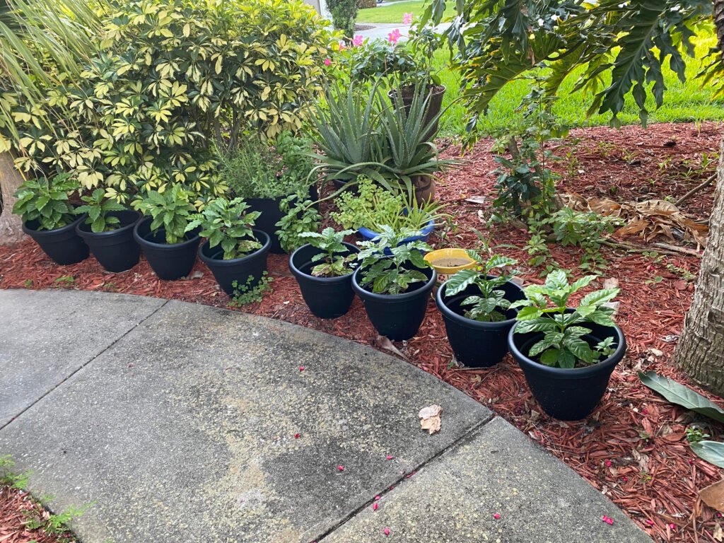 Coffee Plants after their first repot