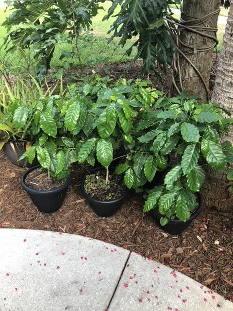 Coffee plants after second repot